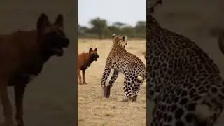 Can the dog rescue the puppy from the leopard in an epic showdown #wildlife #dogrescue #puppylove