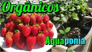 ● NOSSA PRIMEIRA COLHEITA DE MORANGOS da AQUAPONIA