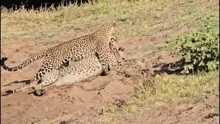 Famous Leopard killer of Cheetah HD 😲 | Subscribe 👉 Like 👍, Comment 💌, Share 