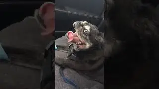 Long Dog Tongue #shorts
