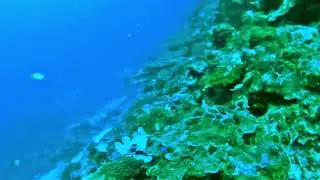 Dive in Paliton 5