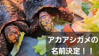 アカアシガメの名前決定！それと他の子達の成長記録 #リクガメ #爬虫類 #turtle 