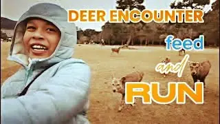 &ldquo;Nara Park Deer Experience 🇯🇵 | Feeding Japan&rsquo;s Sacred Animals&rdquo;🦌✨&rdquo;