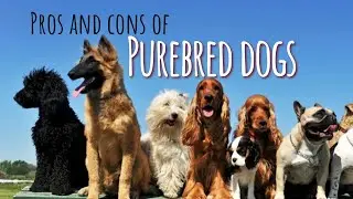 The Pros and Cons of Purebred Dogs