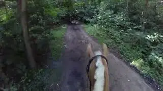 Olympia SGW Dijkgatsbos 2025 B paarden