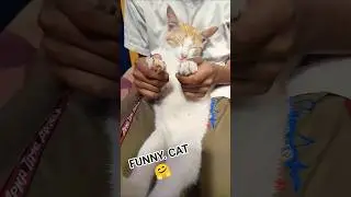 Cute Dancing Cat on Domingo Song 😻🔥 #Shorts#ViralShorts #TrendingSong #CatDance #Meow #Shorts