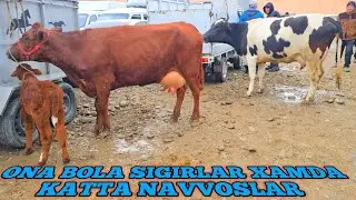 ONA BOLA SIGIR XAMDA NAVVOSLAR PASTDARGOM JUMA MOL QUY BOZORI YANGI NARXLARI 