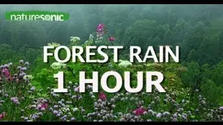 FOREST RAIN SOUNDS (NO MUSIC) - 1 HOUR OF NATURE FOR RELAXATION, SLEEP, MEDITATION AND MASSAGE
