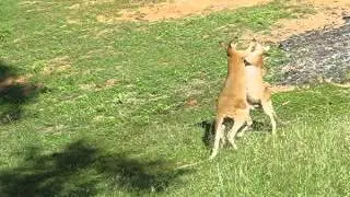 Agile Wallabies Sparring