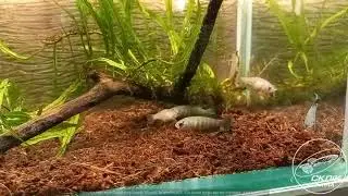 Austrolebias paucisquama 