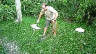 SWT- Bagging a HUGE snake in the Amazon! (pt 1)