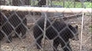Exotic Animals Ban Takes Effect