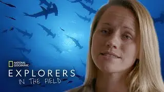 Sharks Under Threat | Explorers in the Field