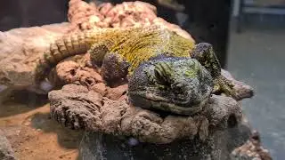 Askham Bryan Wildlife Park