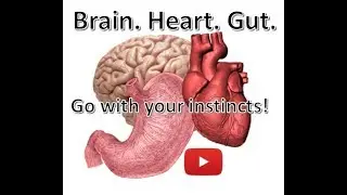 Brain Heart Gut