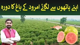 Self-Grown Guava Farm Visit &ndash; A Taste of Natural Success! 🍃🍈 | Rich Pakistan