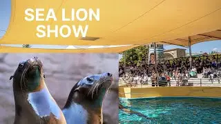 Sea lion show, Connyland, Switzerland🇨🇭🇨🇭🇨🇭