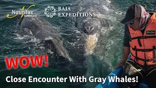 The Gray Whales of San Ignacio Lagoon: An Extraordinary Close Encounter