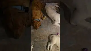 Slumberpups #adayinthelifeofgoldens #puppytherapy #puppytherapy #autismtherapy #gsd #veteranowned