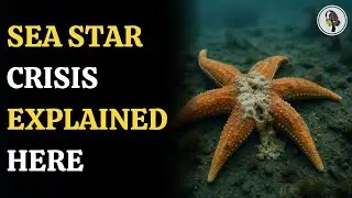 Sea Star Crisis Explained &ndash; What&rsquo;s Behind the Mass Die-Off? | WION Podcast