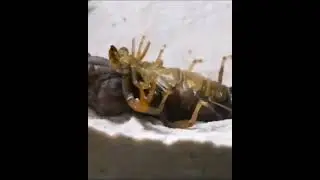 molt#insect#bug#shortswithzita#pokemon