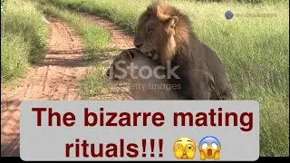 MATING rituals of ANIMAL KINGDOM #subscribe #bizarre #animalhealth #vet #wild #wierd #sexinanimals