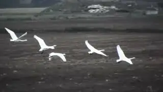 whooper swans