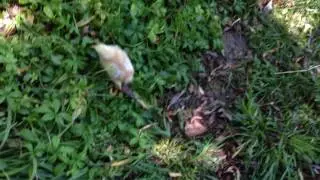 baby chicks in the garden