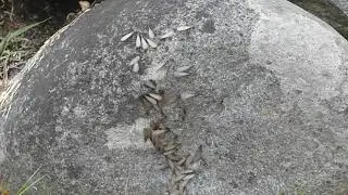Emergence