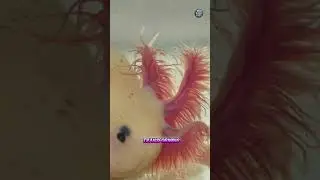 Axolotl - The Adorable Creature with Self-Regeneration #axolotl #animalscute