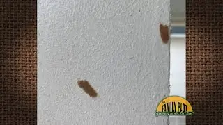 Q&A – What are these egg clusters on my porch and ceiling fans?