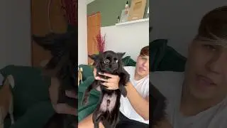 meu cachorro T&Aacute; FEDIDO!