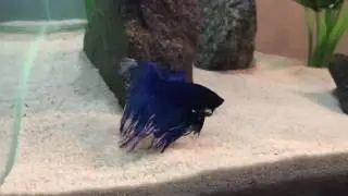 Betta fish flaring at nerite snail