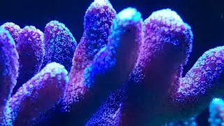 Evolution aqua 900 pro reef using aqua forest dosing.  www.clearlyaquatics.co.uk