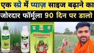 प्याज़ का साइज बढ़ाने वाली दमदार स्प्रे 70 दिन बाद करे स्प्रे#onionfarming#pyajkikheti#pyajsaizebdhaye
