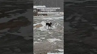 #белладоннадоберман #снег #спокойствие