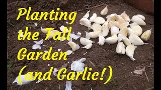 Planting Our Tiny Fall Garden and Store-Bought Garlic