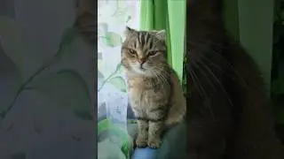 внатуре ДИЛЕР #кот #кошки #животные #цитаты #прикол #cat #animals