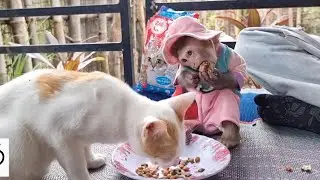 Sharing food get feed show culture of share to cat