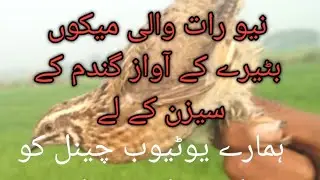 Quil soundگندم کے سیزن کی رات والی آواز 