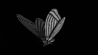 Moth x Human by Ellie Wilson