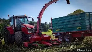 ➤Maisernte 2017 l Massey Ferguson l Branter l pz