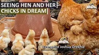 Dream of Hen and her Chicks - Biblical Meaning of Baby Chickens