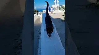 beautiful cat in Santorini