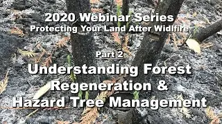 Understanding Forest Regeneration & Hazard Tree Management
