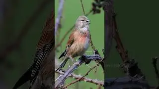 Linnet Bird Singing Wincent ugsWr #bird #nature #wildlife