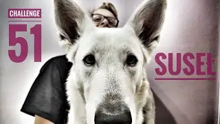 #CHALLENGE - 51 sztuczek z psami (Suseł)
