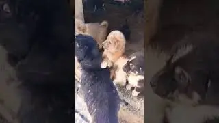 cute dog puppy lover❤️💯🐕|| #short #video #viral #cute