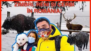 UNDE MAI GĂSEȘTI ZIMBRI ÎN ROMÂNIA? (Reni, Cerbi și multă zăpadă)