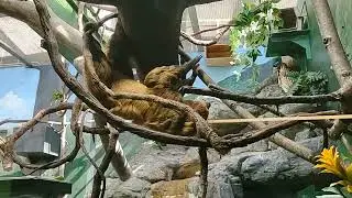 Washington DC Smithsonian National Zoo Sloth Hanging #enjoyingsimplelife